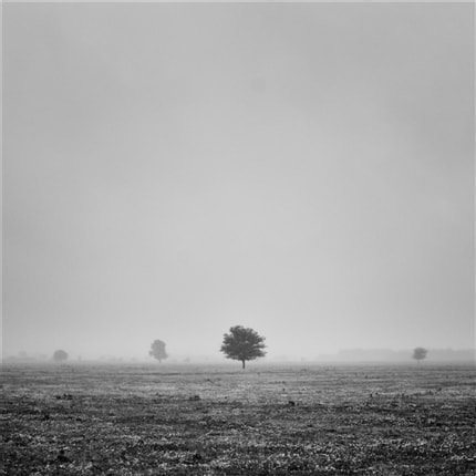 Back to the roots — print de artă de Dragos Malaescu, alb-negru, fotografie