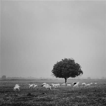 Tree of Life — print de artă de Dragos Malaescu, alb-negru, fotografie